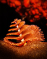 Yet Another Christmas Tree Worm