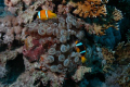 Bubbletip Anemone with clown fish