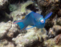 The parrotfish I swim with at Secret Harbor are so used to me that they will come right up to me now to say 