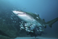 Grey Nurse Shark