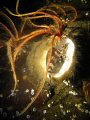 A painted greenling inside a chimney sponge with feather stars attatched.