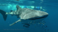 Whale Shark smile,  photo by Violeta Jahnel Brosig, vvideography taken with a SR12  Exmouth Ningaloo Reef, Ningaloo Blue