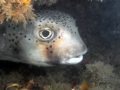 Spotted Burfish-Blue Heron Bridge in Riveria Beach