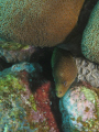 This photo of an eel was taken on Curacao on a boat dive.  I used a Canon DS550 in an Ikelite housing.