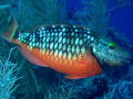 Stoplight Parrotfish in its initial stage. Canon SD 750 with Canon Housing and Sealife Pro Flash.