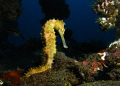 A thorny sea horse. Taken on a Canon G9