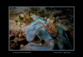 This octopus was taken at night with a Dx-1g Sea & sea camera and a Ys strobe as it transitioned between colors