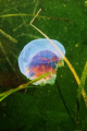 Jelly fish in eel grass, Ft. Weathrill, Jamestown, RI