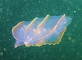 Comb Jelly Fish, Ft. Weathrill, Jamestown, RI