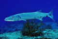 Great Barracuda (Sphyraena barracuda) at the San Francisco Wall, Cozumel, Quintana Roo, Mexico