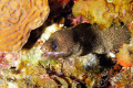 Goldentail Moray (Gymnothorax miliaris) at the Columbia Shallows, Cozumel, Quintana Roo, Mexico