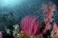 Raja Ampat reef scene