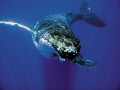 Humpback calf gliding