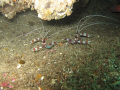 Cleaner Shrimp, Aliwal Shoal Umkamaas South Africa