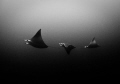 Purists by Nature, Devil Rays
Location: Aliwal Shoal, Umkomaas
