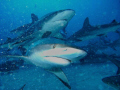 I took this close-up of a Black tip Reef shark on a shark dive with unexso divers last year, and although the sharks left a bit of turbulance in the water I was glad that the sharks eye was in sharp focus as he checked me out.