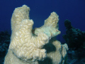 Juv. Parrot Fish hiding out