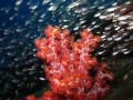 An underwater nursery on the stone with thousand picture in Similan.