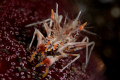 Tiger Shrimp on Seastar