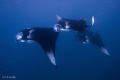 Mantas in Baa Atoll, Maldives