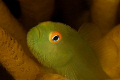 Goby Portrait