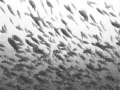 School of fish in kelp beds off La Jolla, CA , manipulated with SnapArt 2