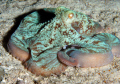 Caribbean Reef Octopus (Octopus briareus) at Paraside Reef