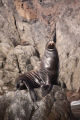 this was take during a skiff tour of Guadalupe island. taken with a nikon d200 and a 100mm-300mm lens.. this guy was just sittting there posing.. like he knew we were taking pictures..