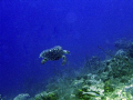 Turtle taken off Provo, at Shoots dive site in March 2009.