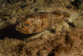 I photographed this green eyed puffer during a shallow night dive just off the rocky shore. I love to dive at night and when I can't find a trip going out I always find plenty of subjects just off the shore...