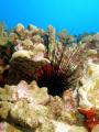 Long-spined Urchin along Kewalo Pipe, Oahu