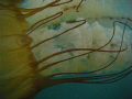 This is a Sea Nettle (Chrysaora). They're usually found in large groups along the shore or in open water in the pacific northwest. This species of sea jelly will actually swim up as close to the shoreline as it can without having to stop swimming.