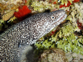 Spotted Moray (Gymnothorax moringa) at Paradise Reef