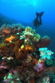 Coral Bommie with diver in the background