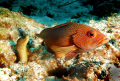 I came across this Red Hind & a small Spotted Moray working together as a team. The Red Hind was protecting the moray as if it were his little brother...  LOL