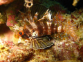 This is a Hawaiian Lionfish taken at Kewalo Pipe.  It was under the ledge of a rock  and less than 4 inches in size.  Took the picture on macro with a flash.  No photoshop or strobes!