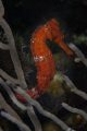 Sea horse of Roatan