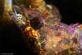 Painted Greenling (Oxylebius pictus) female with Parchment Tube Worms at La Jolla Shores Vallecitos Point