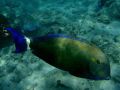 Fish in Hanauma Bay on the island of Oahu, Hawaii. Taken with an Olympus stylus 850-sw.