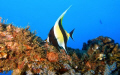 Moorish Idol on the YO-257, Oahu, Hawaii. Used my Olympus SP-350 and YS-90DX strobe.