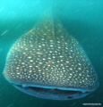 whale shark