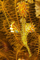 Ornate Ghost Pipefish in its native surroundings