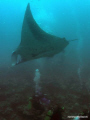 these big boys at a cleaning stationmake you as a diver feel very very small