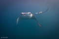 mantas...hannifaru, baa atoll, Maldives