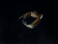 Mating Squid