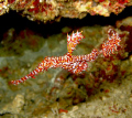 Ornate ghostpipefish