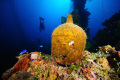 Jug on Wreck, Truk Lagoon