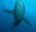 Silver tip taken at silverado, cocos island, costa rica