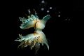 NIGHT REFLECTION - Fimbria Tethys Fimbria the Biggest Mediterrean Sea Nudibranch. Night Dive in Reggio di Calabria.
Nikon D300- Ike sb 200, Isotta 50- Manual . Nikkor 12-24 . Housing Easydive Leo II.