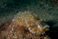 Nudibranco / fotografato ad una profondità di 14 metri d300s con una Nikon ob. Nikon 60 macro in custodia Subal.